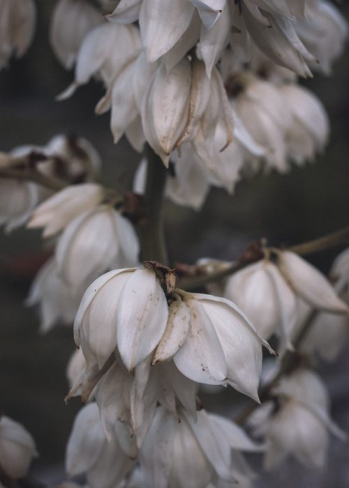 Dark Flowers Bloom Nature Spring  - maticmatti / Pixabay